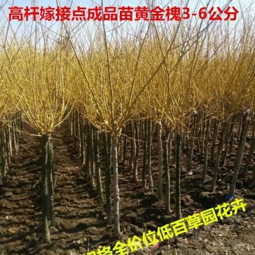 女贞