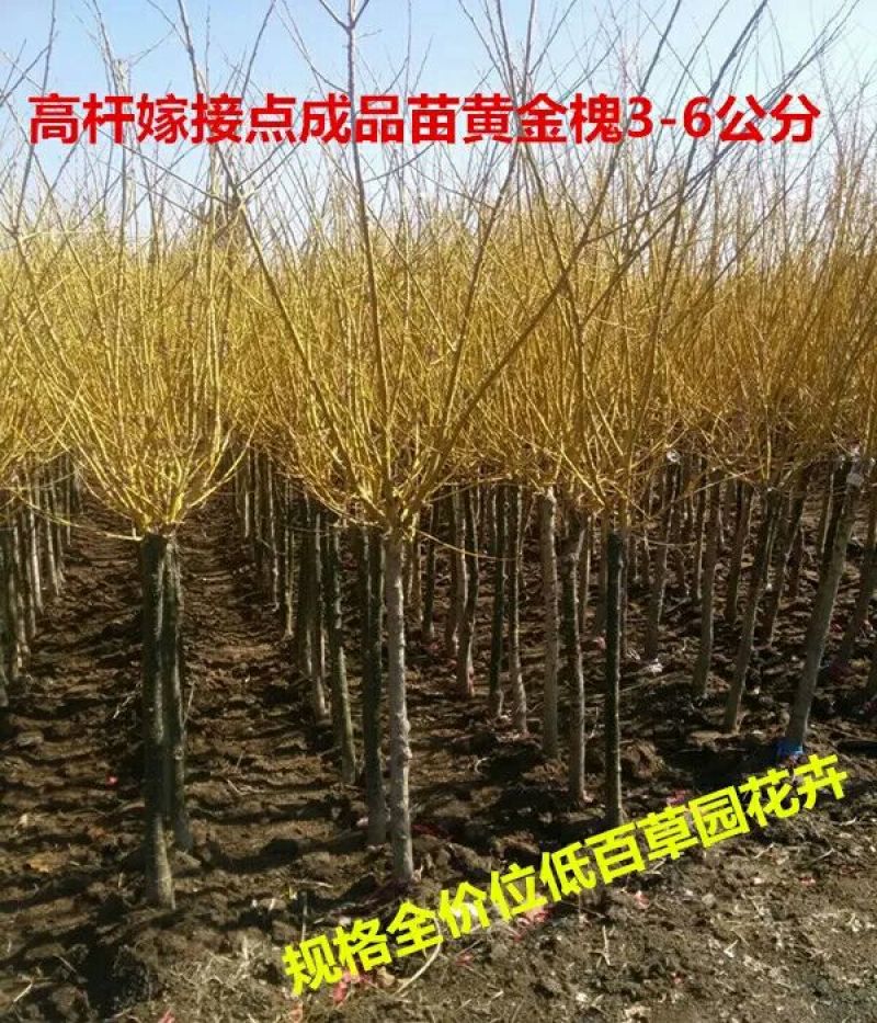 女贞