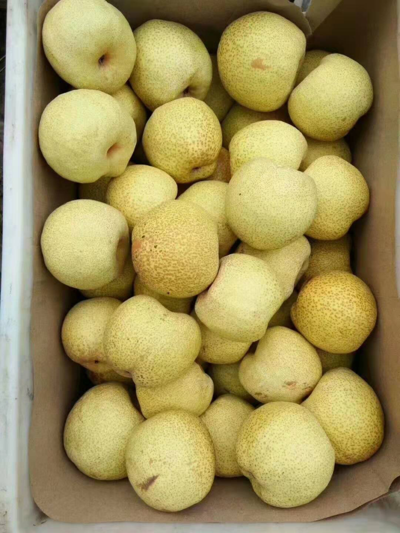 砀山酥梨特级货
