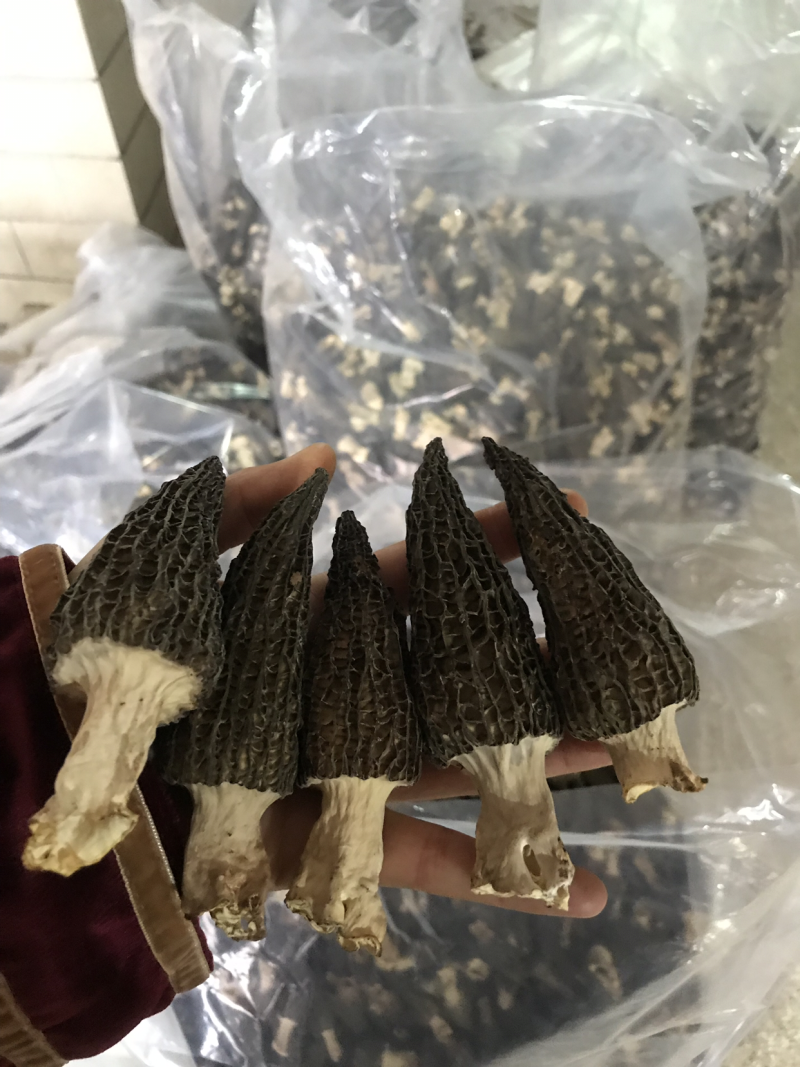 优质羊肚菌干货大量供应保证质量