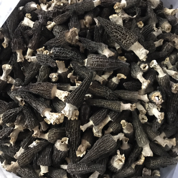 优质羊肚菌干货大量供应保证质量