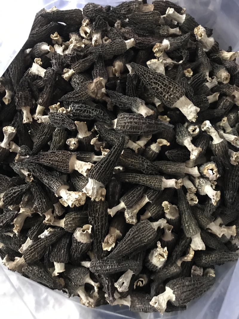 优质羊肚菌干货大量供应保证质量