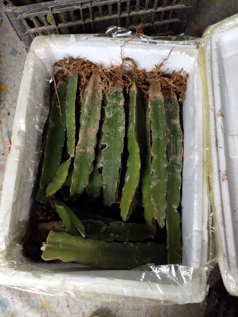 红肉火龙果苗，南方水果苗，适合阳台庭院种植