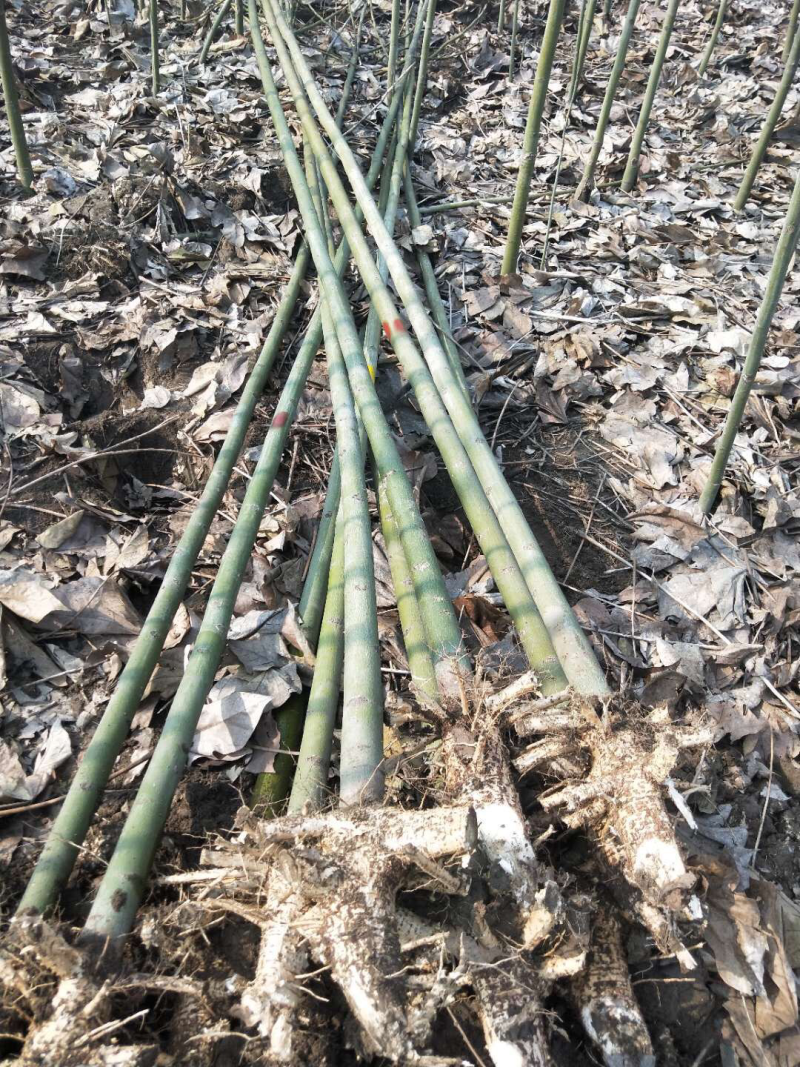 青桐树苗青桐小苗价格青桐树苗产地批发