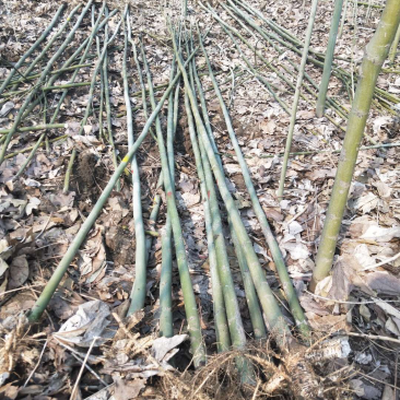 青桐树苗青桐小苗价格青桐树苗产地批发
