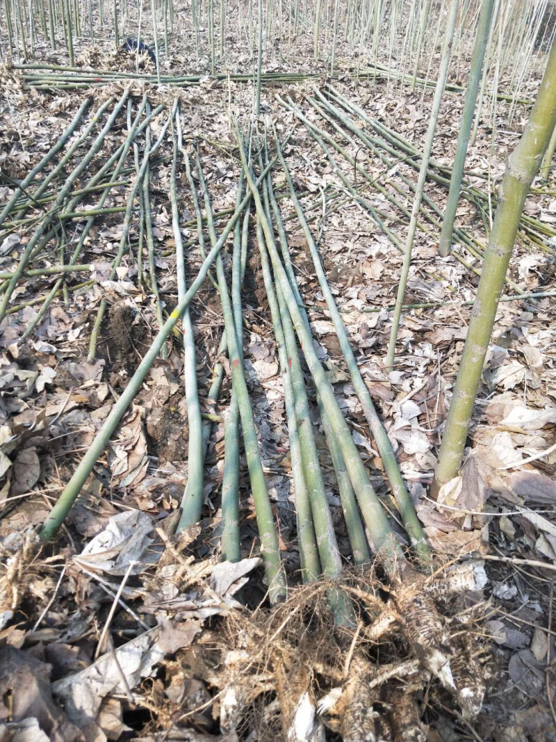 青桐树苗青桐小苗价格青桐树苗产地批发