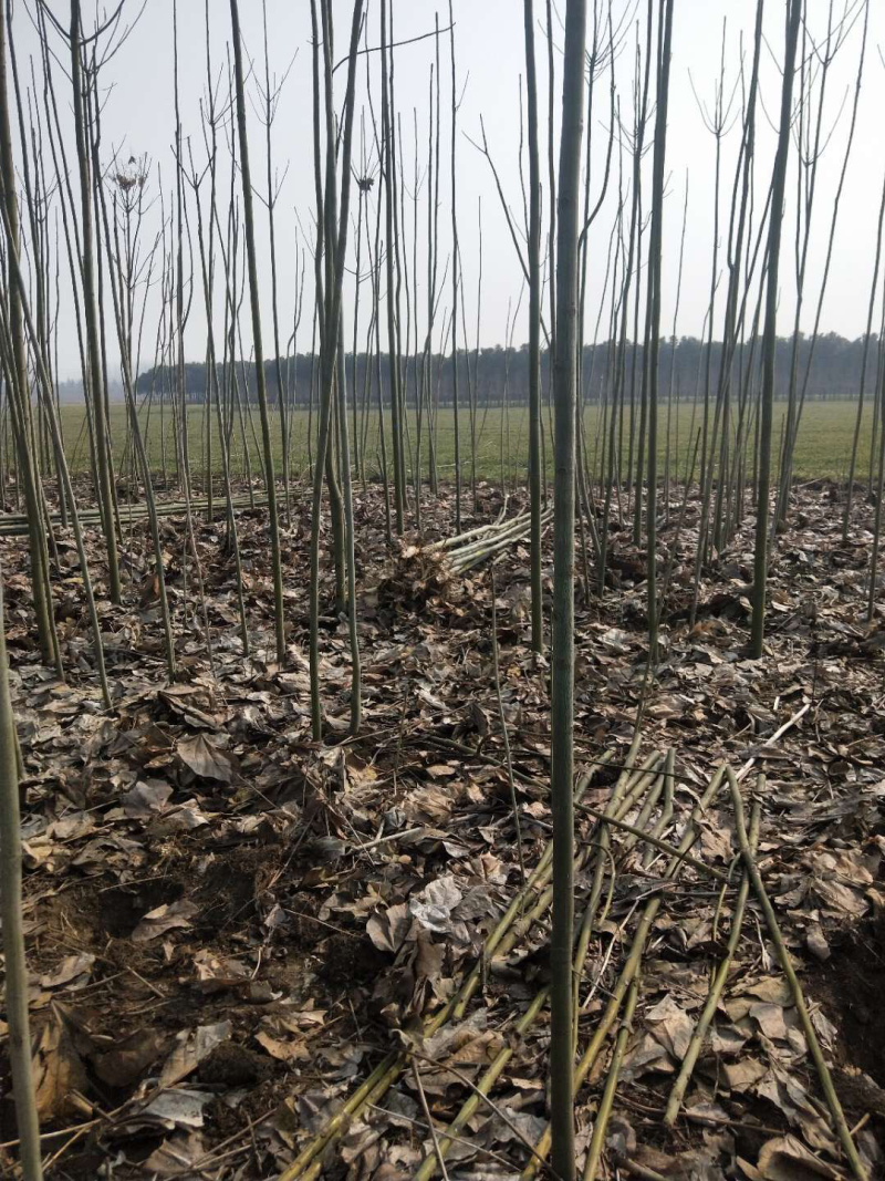 青桐树苗青桐小苗价格青桐树苗产地批发