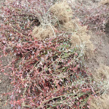 小叶扶芳藤基地批发扶芳藤产地价格小叶扶芳藤货源充足