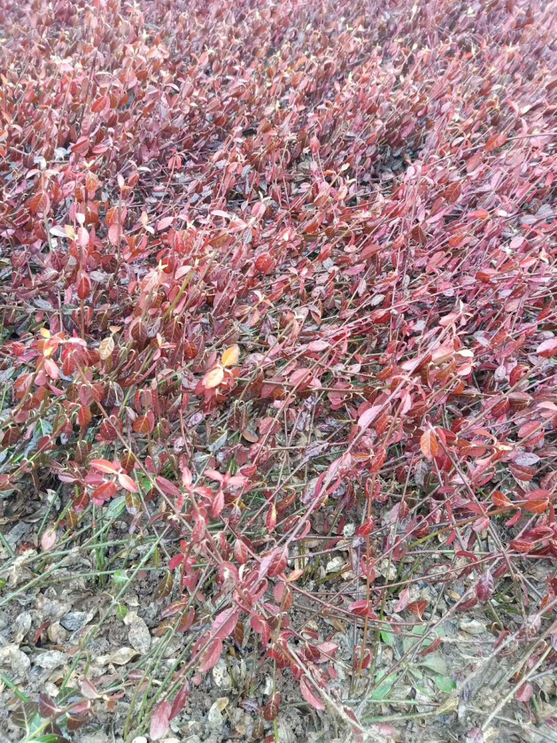 小叶扶芳藤基地批发扶芳藤产地价格小叶扶芳藤货源充足