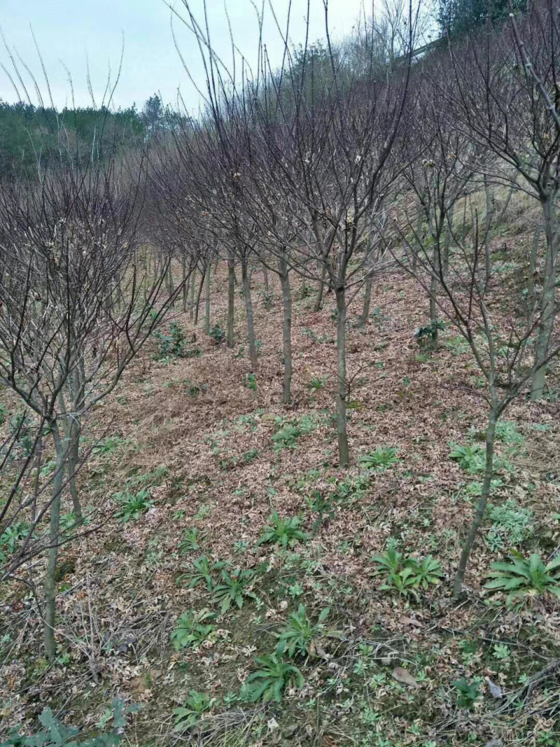 中国红枫基地批发中国红枫价格红枫树苗产地直销