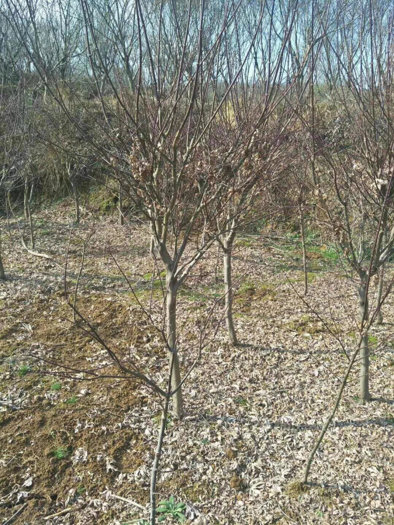 中国红枫基地批发中国红枫价格红枫树苗产地直销