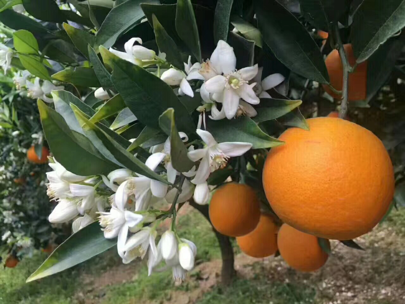 鹅蛋柑。产地直销看货装货又大又甜保质保量