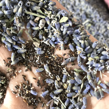 新疆伊犁农户种植薰衣草种子