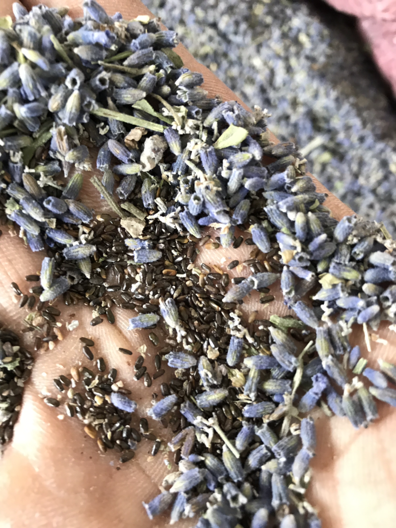 新疆伊犁农户种植薰衣草种子