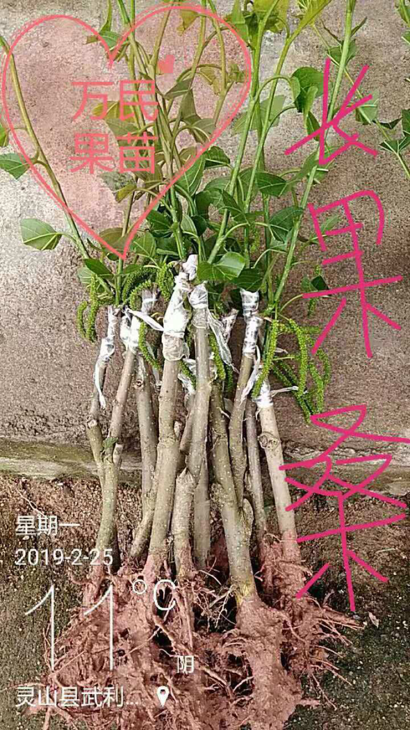 台湾四季长果桑苗，十大无籽果桑苗当年种当年结果