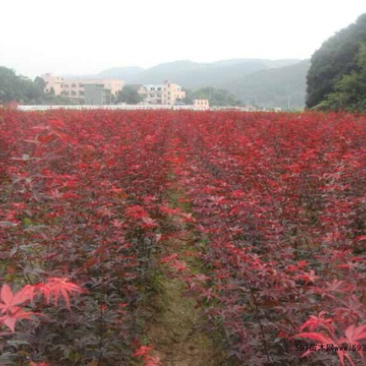 日本红枫苗三季枫树苗嫁接红枫树苗四季火焰枫庭院