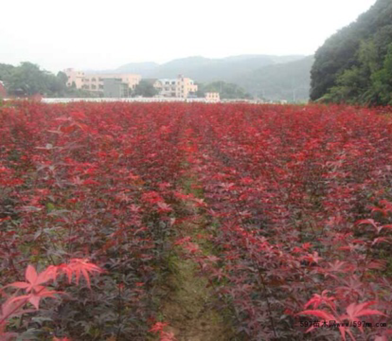 日本红枫苗三季枫树苗嫁接红枫树苗四季火焰枫庭院