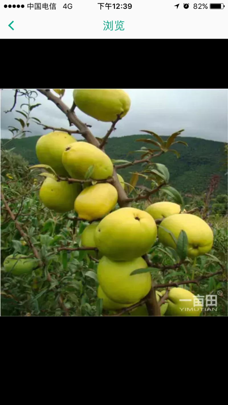 木瓜树苗