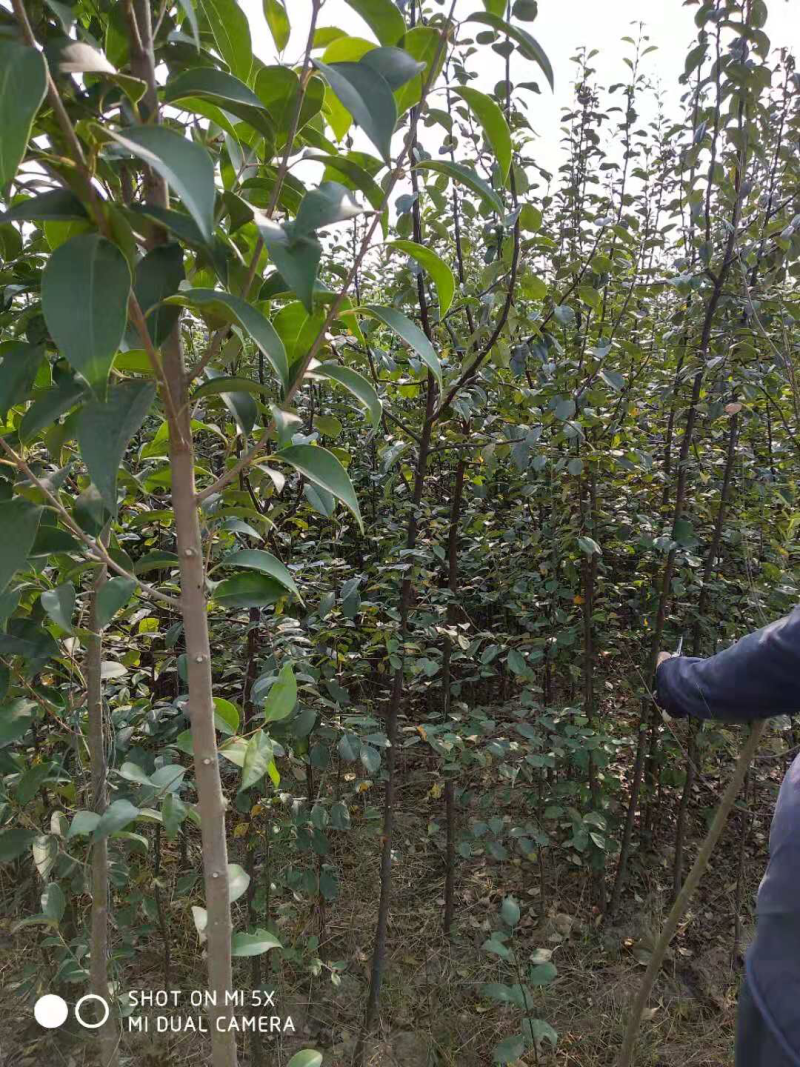 木瓜树苗