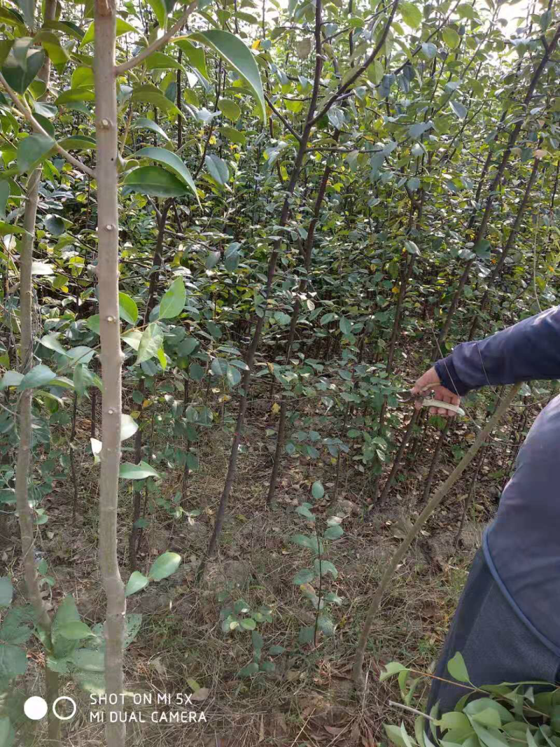 木瓜树苗