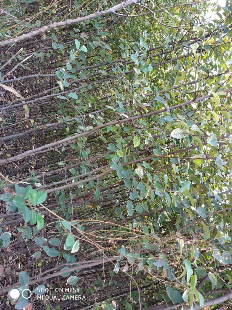 木瓜树苗
