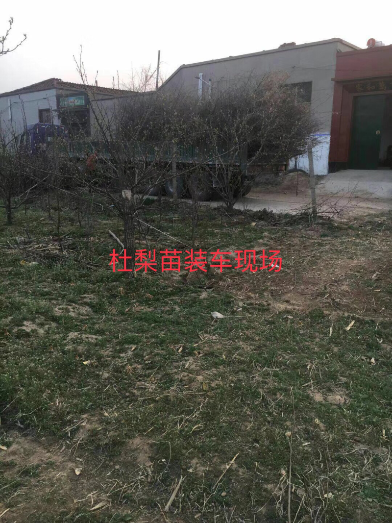 出售2公分杜梨树苗一车苗子为雄安森林做贡献
