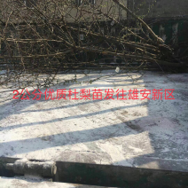 出售2公分杜梨树苗一车苗子为雄安森林做贡献