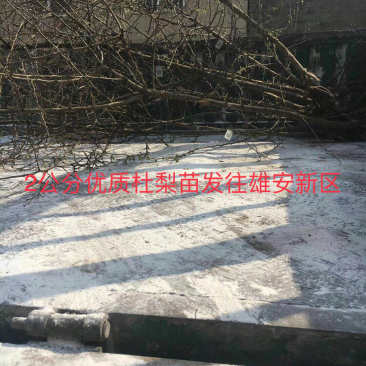 出售2公分杜梨树苗一车苗子为雄安森林做贡献