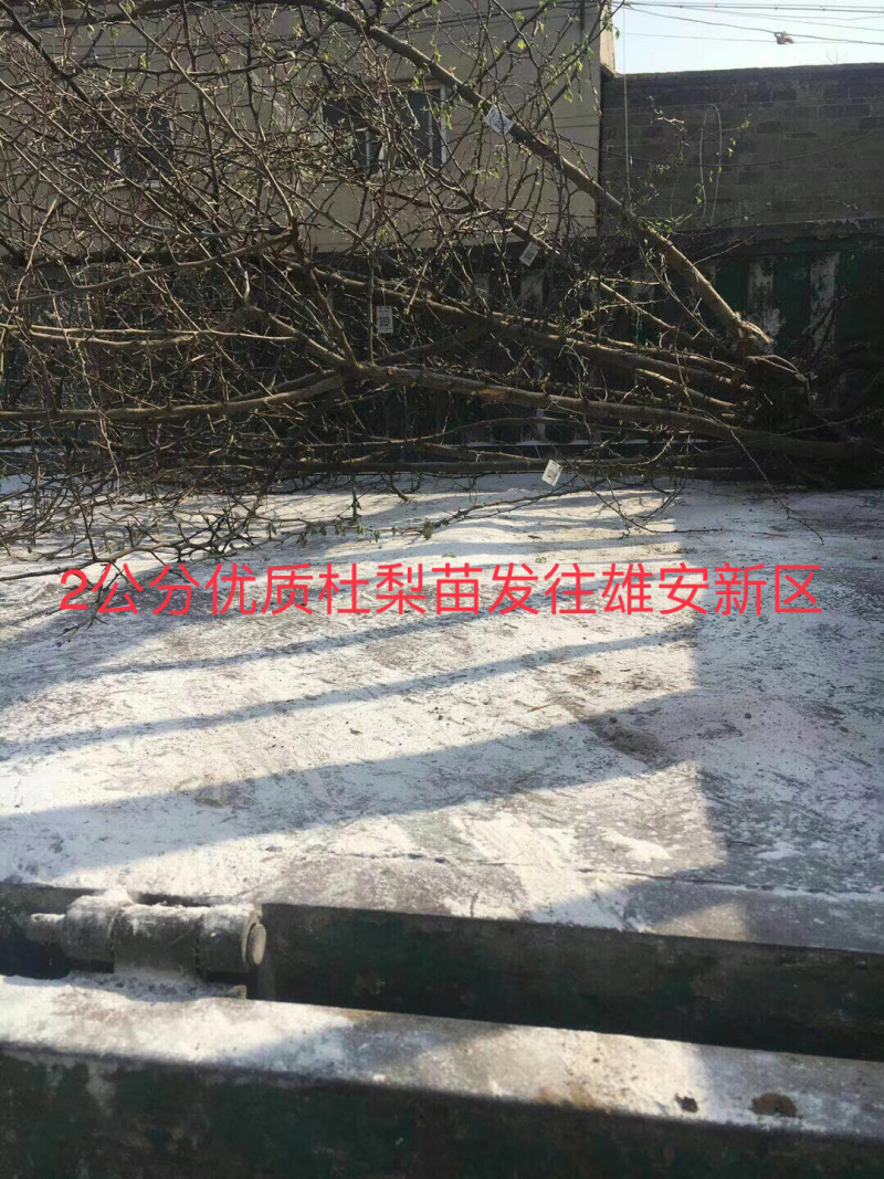 出售2公分杜梨树苗一车苗子为雄安森林做贡献