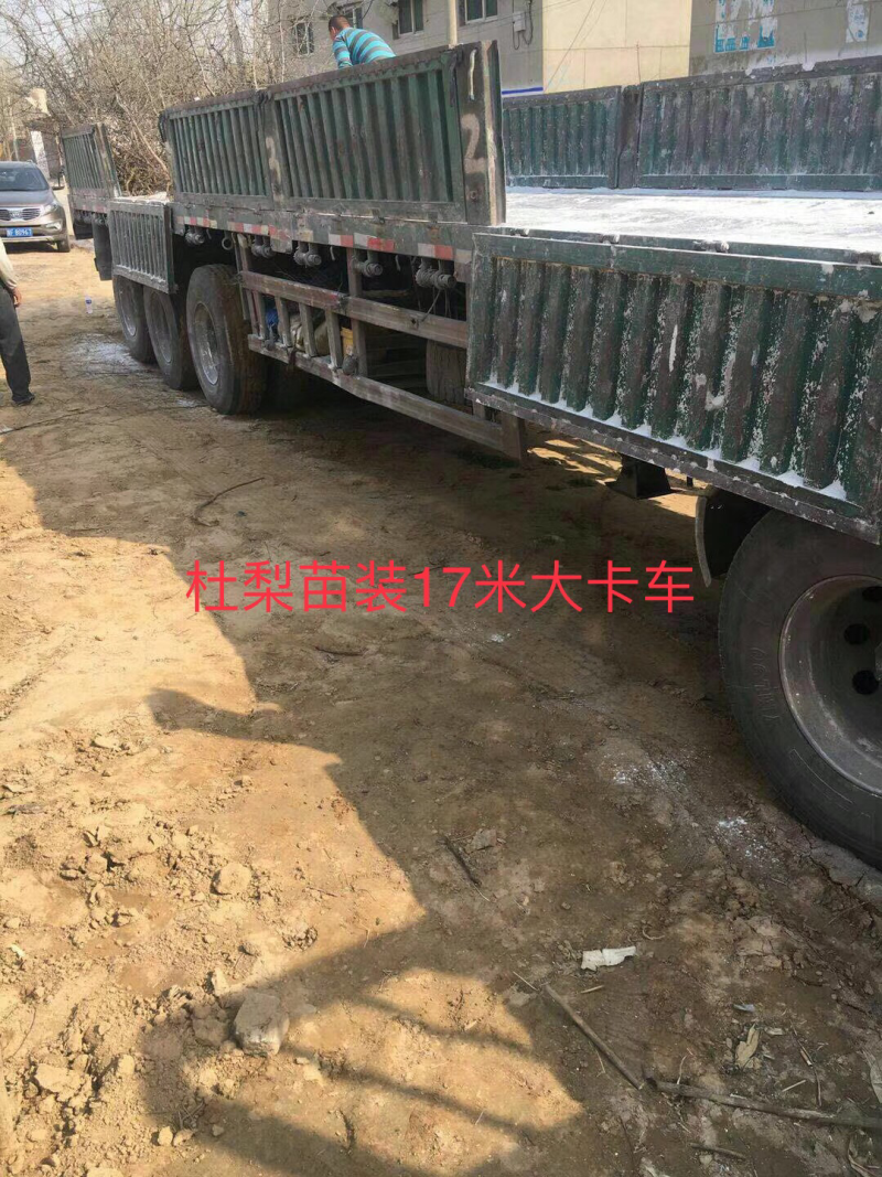 出售2公分杜梨树苗一车苗子为雄安森林做贡献