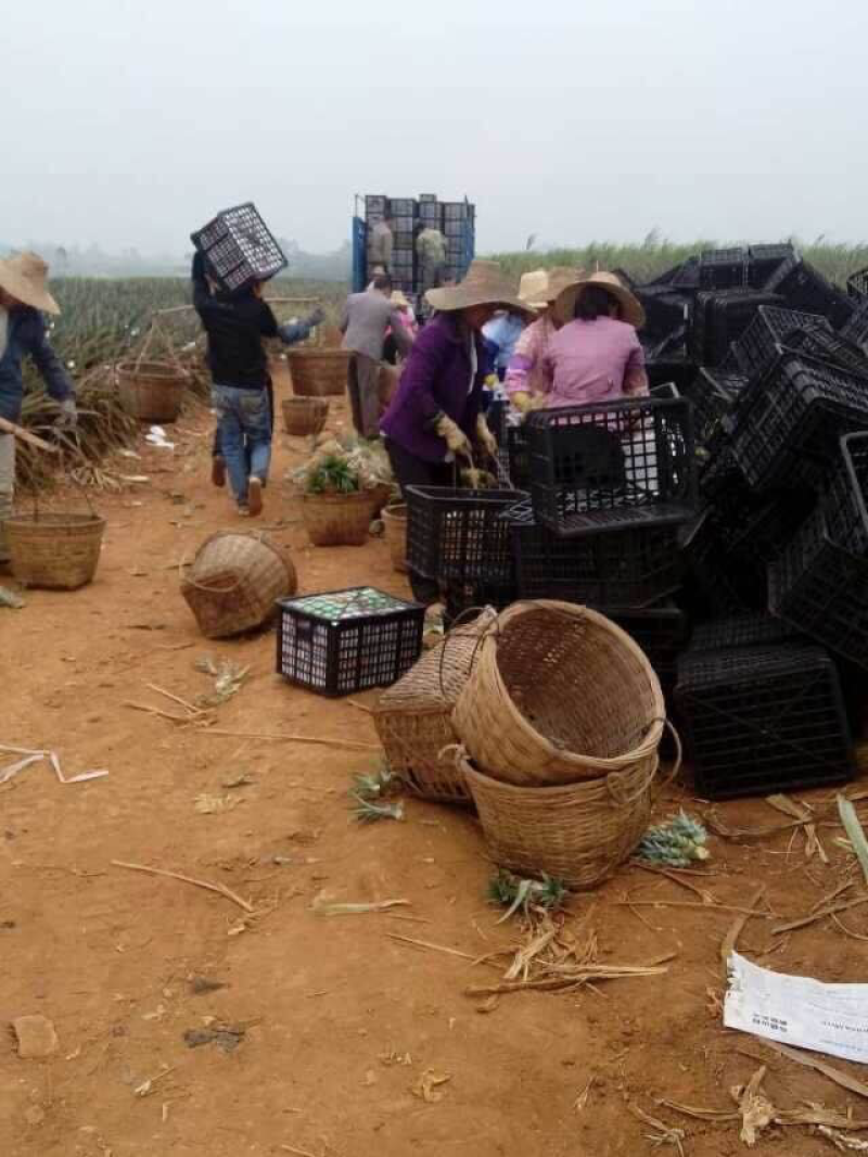 供应菠萝，产地直销，代办，可以出口报检通关单，供货证明