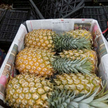 供应菠萝，产地直销，代办，可以出口报检通关单，供货证明