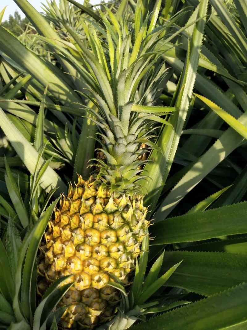 供应菠萝，产地直销，代办，可以出口报检通关单，供货证明