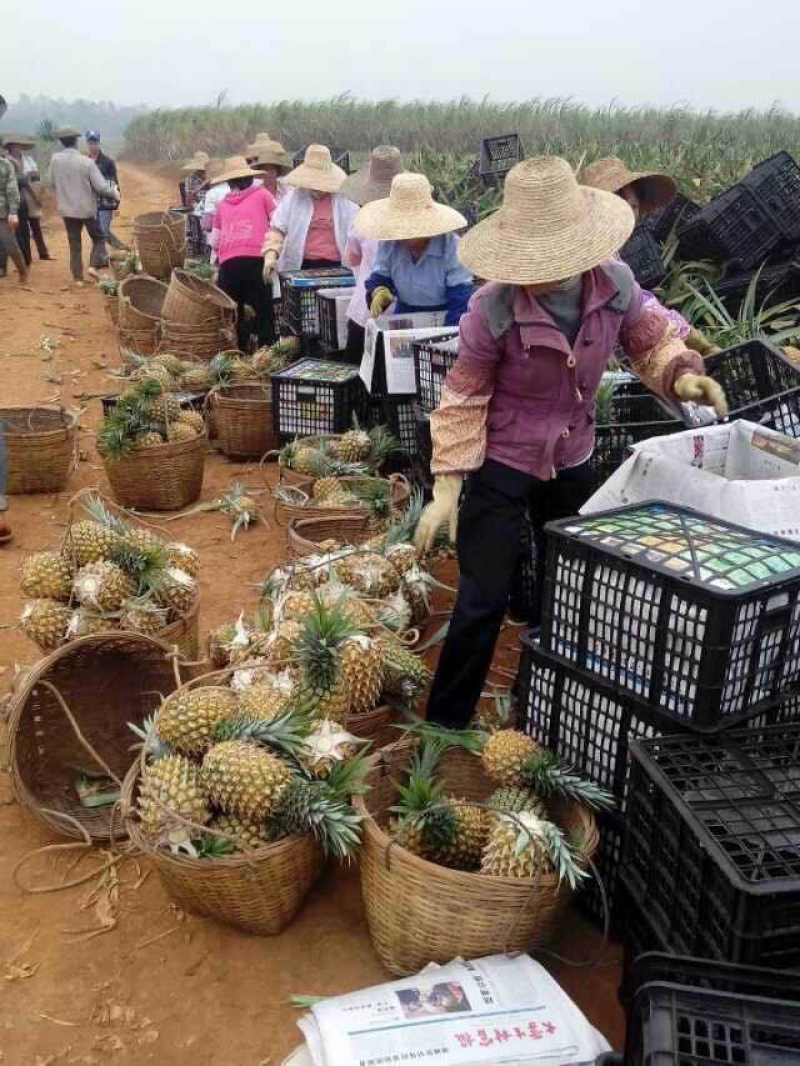 菠萝代办，徐闻菠萝，产地农户直销，可以出口报检通关单