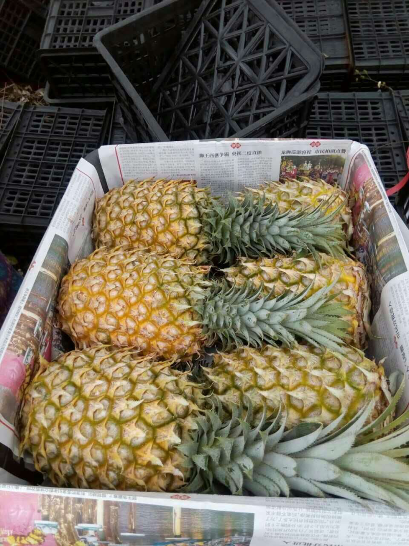 菠萝代办，徐闻菠萝，产地农户直销，可以出口报检通关单
