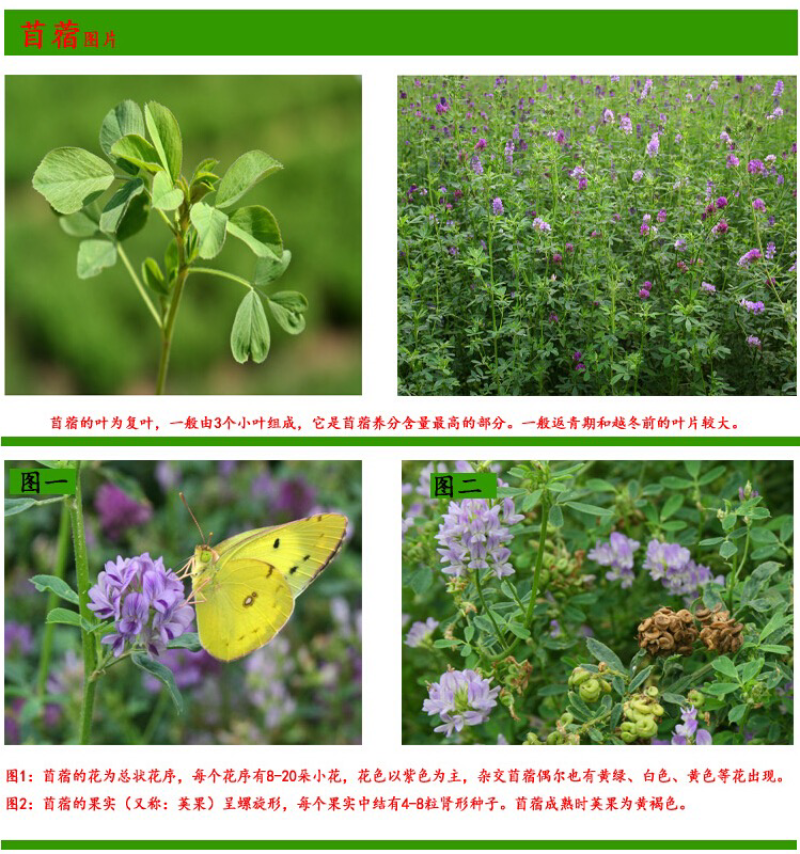 紫花苜蓿种子猪牛羊兔鸡鸭鹅多年生四季养殖牧草苜蓿草鱼草