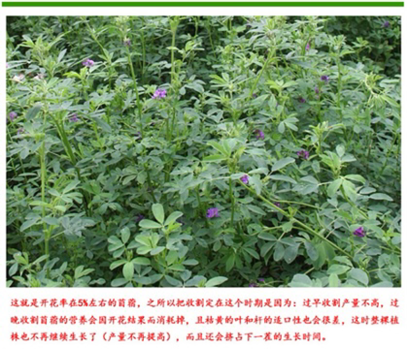 紫花苜蓿种子猪牛羊兔鸡鸭鹅多年生四季养殖牧草苜蓿草鱼草