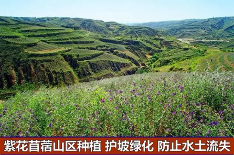 紫花苜蓿种子猪牛羊兔鸡鸭鹅多年生四季养殖牧草苜蓿草鱼草