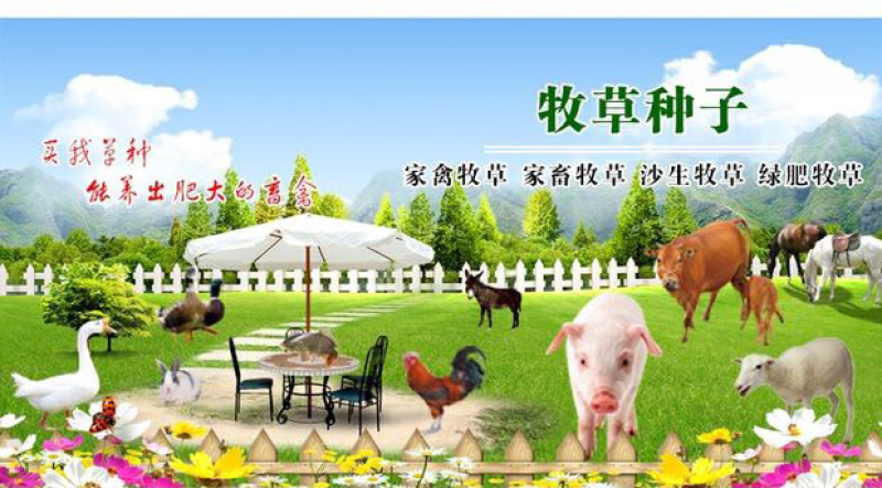 紫花苜蓿种子猪牛羊兔鸡鸭鹅多年生四季养殖牧草苜蓿草鱼草
