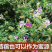 紫花苜蓿种子猪牛羊兔鸡鸭鹅多年生四季养殖牧草苜蓿草鱼草
