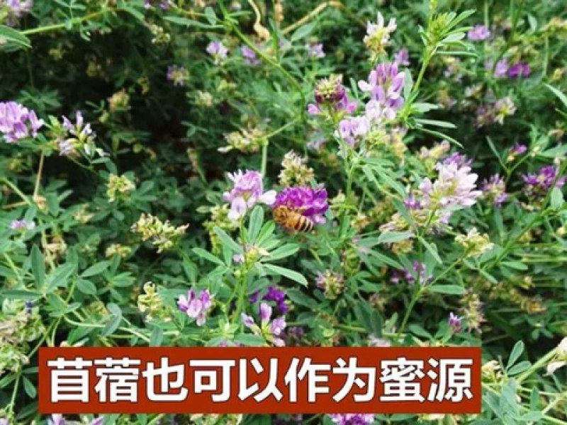 紫花苜蓿种子猪牛羊兔鸡鸭鹅多年生四季养殖牧草苜蓿草鱼草
