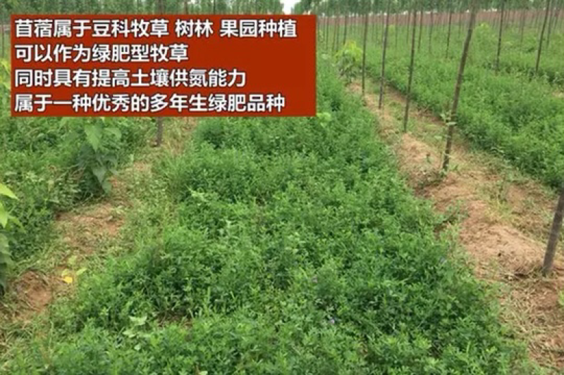 紫花苜蓿种子猪牛羊兔鸡鸭鹅多年生四季养殖牧草苜蓿草鱼草