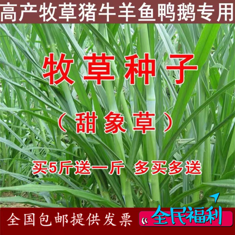 甜象草种子南方北方多年生四季高产喂猪牛羊鸡鸭鹅鱼兔