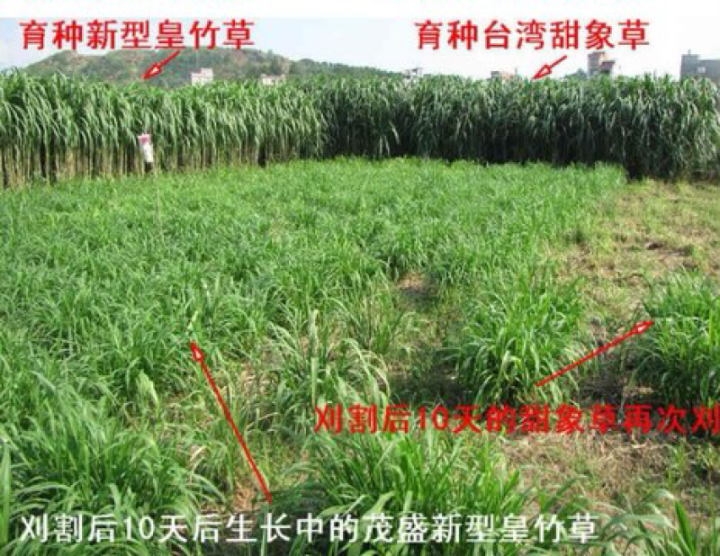 甜象草种子南方北方多年生四季高产喂猪牛羊鸡鸭鹅鱼兔