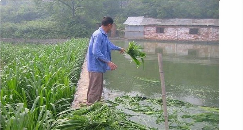甜象草种子南方北方多年生四季高产喂猪牛羊鸡鸭鹅鱼兔