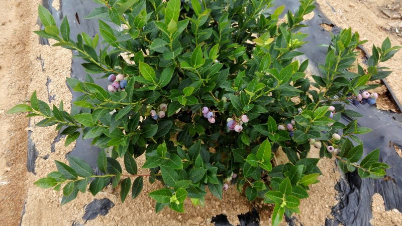蓝丰蓝莓12~14mm以上