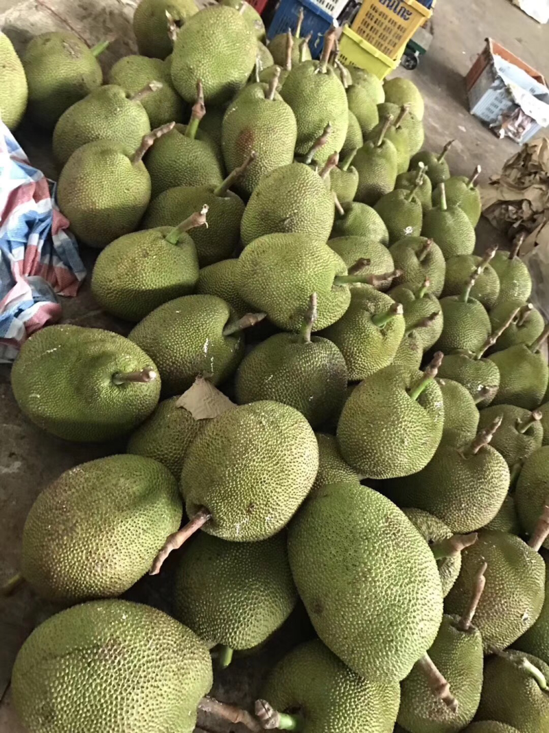 广东菠萝蜜本地菠萝蜜大量上市中一等货