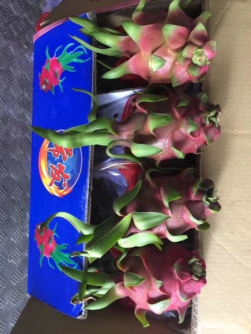 白肉火龙果
