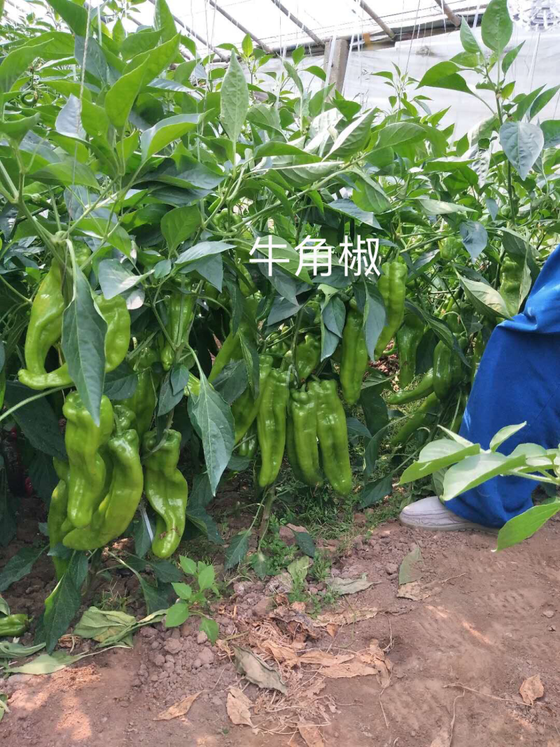 辣椒苗子