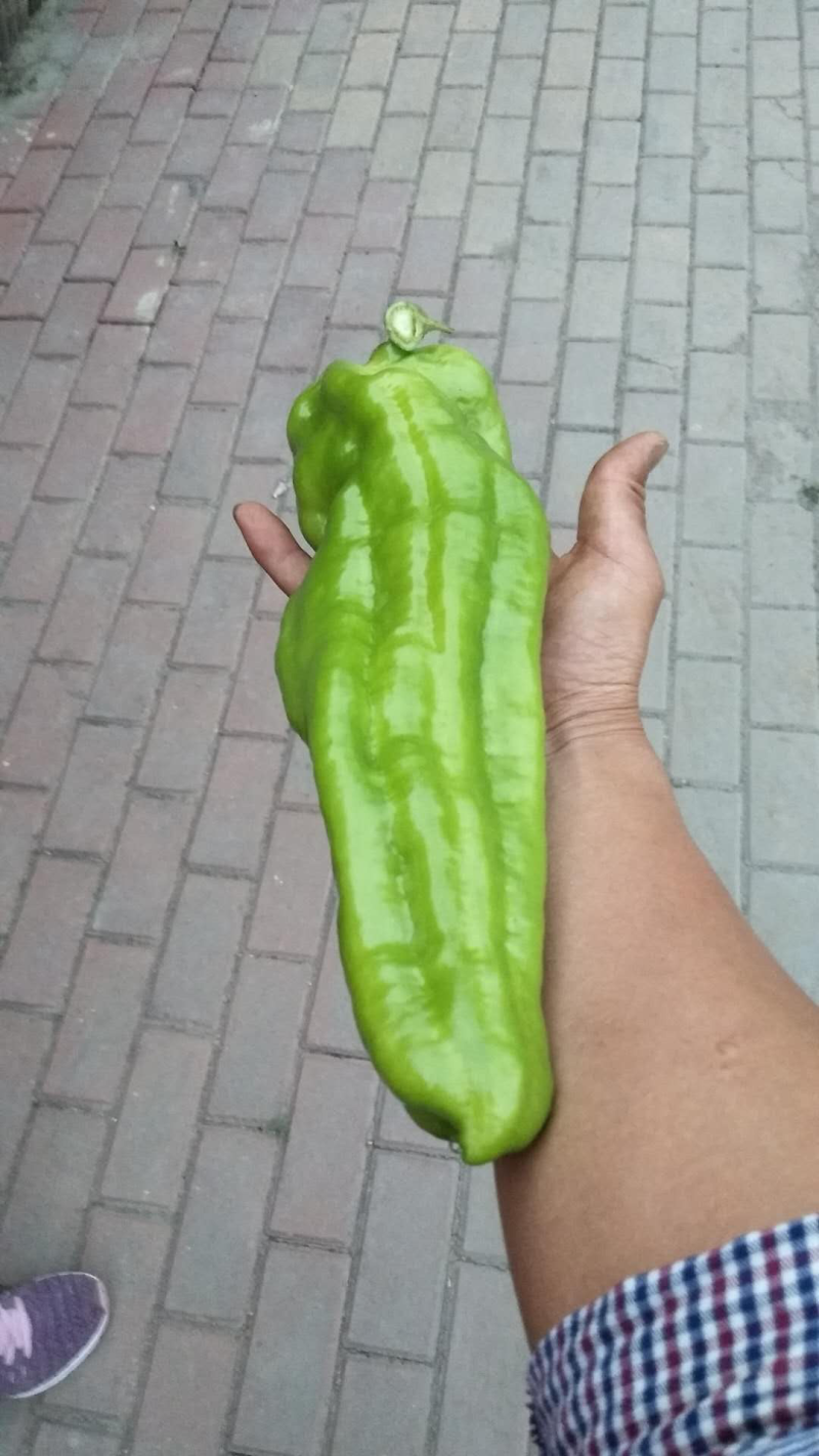 辣椒苗子